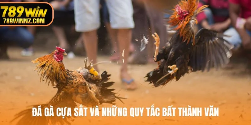 Đá gà cựa sắt và những quy tắc bất thành văn